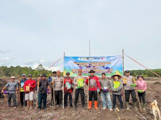 Program Ketahanan Pangan: Polsek Cempaga Hulu Kolaborasi Kelompok Tani MMS Tanam Jagung Hibrida di Lahan Gambut